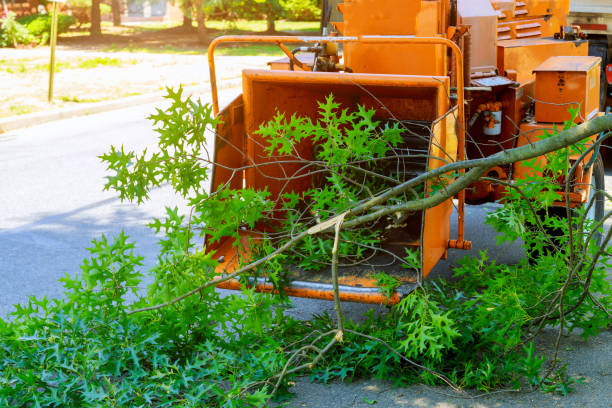 Residential Tree Removal in Pike Creek Valley, DE